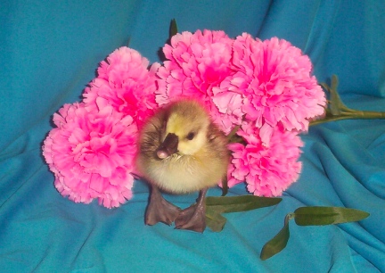Johannesbird